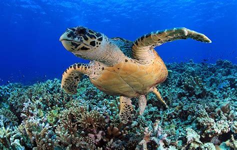 綠草龜|【動物好朋友】綠蠵龜 (Green sea turtle)